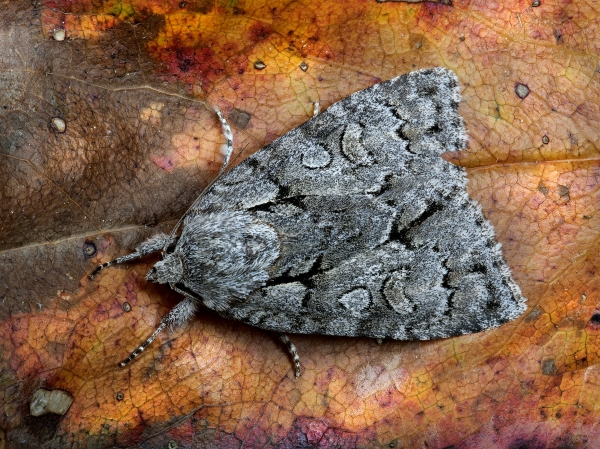 Photo of Acronicta grisea by <a href="https://www.frogpondphotography.com/">Martin Dollenkamp</a>